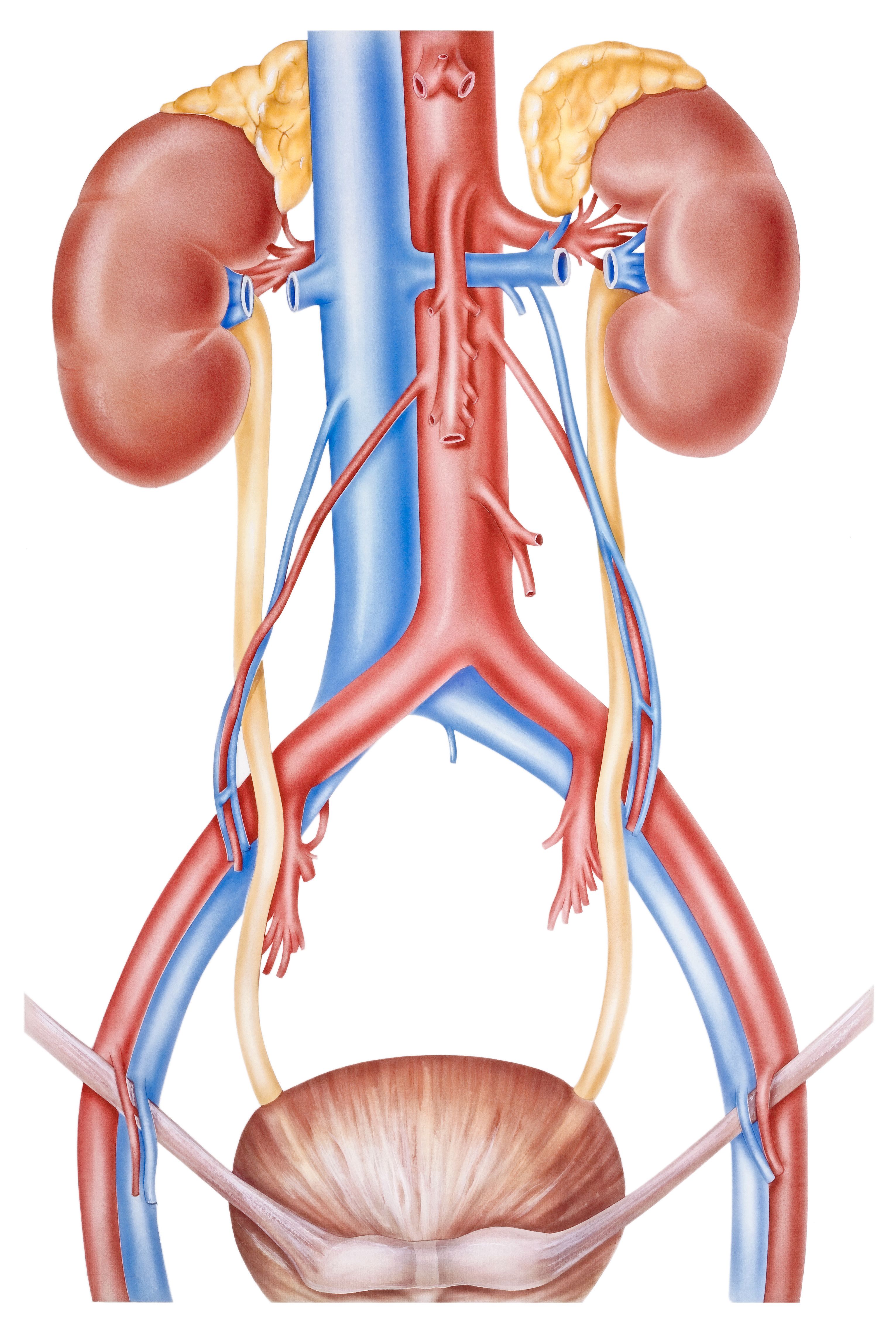 Почечные артерии и вены. Почечная артерия Вена мочеточник. Почка артерия Вена мочеточник. Мочеточник почечная Вена почечная артерия. Вега артерия мочеточник.