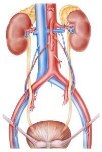 More than 80% of patients in cohort B of the QUILT-3.032 study avoided cystectomy at 36 months after treatment with nogapendekin alfa plus BCG.