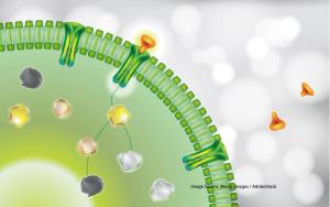 KEYNOTE-028 Trial Unveils Biomarkers Linked to Pembrolizumab Efficacy 
