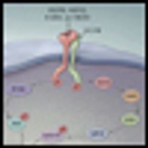 Targeted Therapy: Its Status and Promise in Selected Solid Tumors Part II