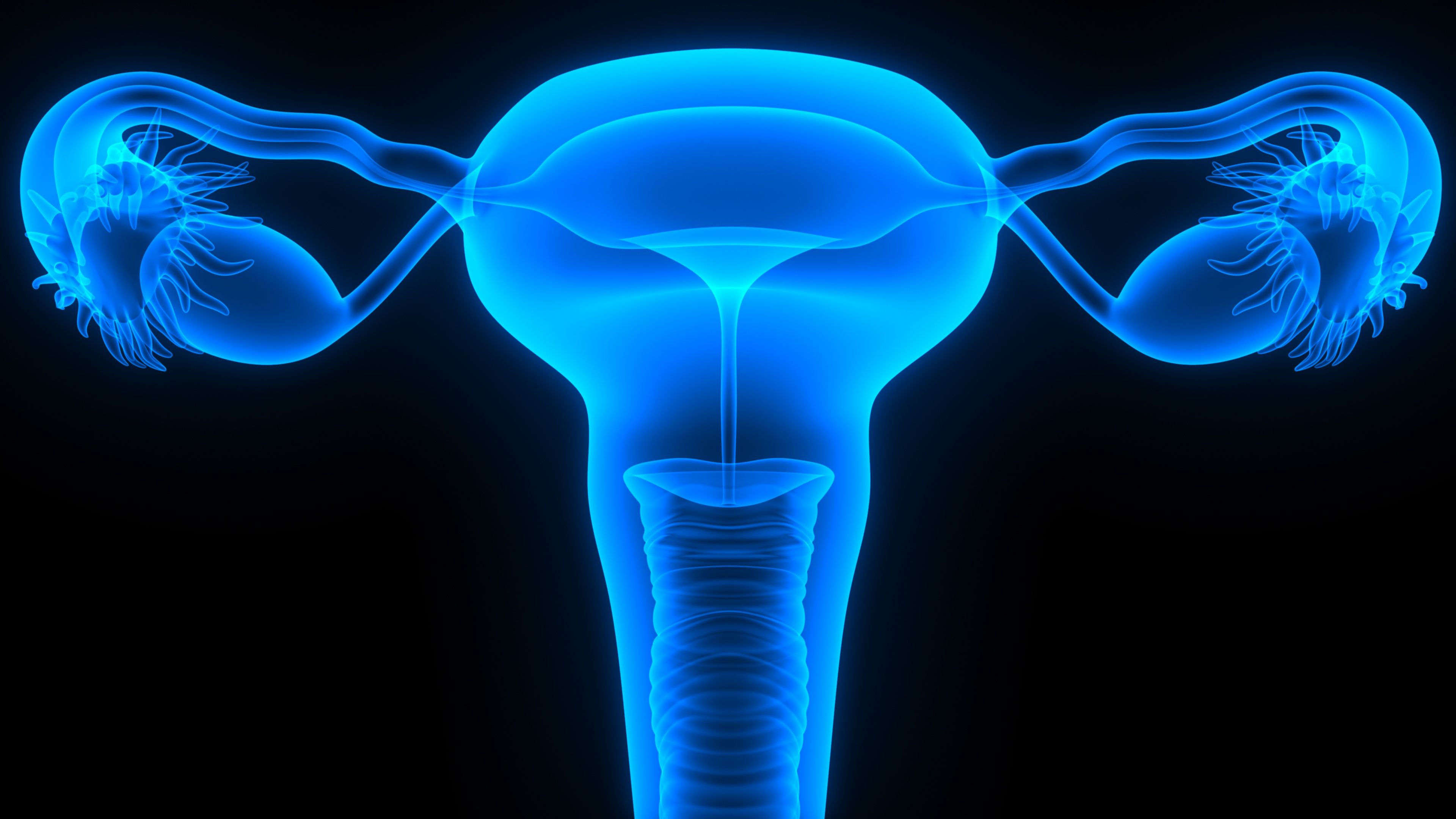 female reproductive system