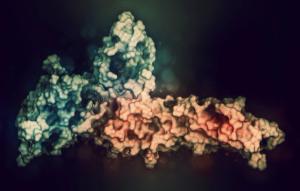PD-1 protein bound to PD-L1