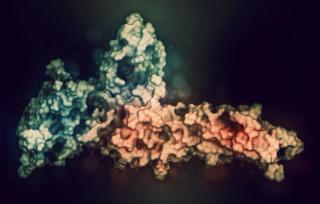 PD-1 protein bound to PD-L1