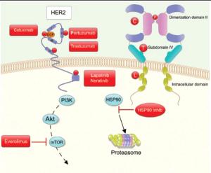 Dual HER2-Targeting in the Adjuvant Setting: Where We Have Been and Where We Are Going
