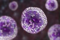 The updated NCCN Guidelines for myeloproliferative neoplasms recommend rusfertide as a category 1 option across both low- and high-risk polycythemia vera.