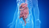 New Data in Colorectal and Pancreatic Cancer Shared at ESMO GI 2026: © Sebastian Kaulitzki - stock.adobe.com