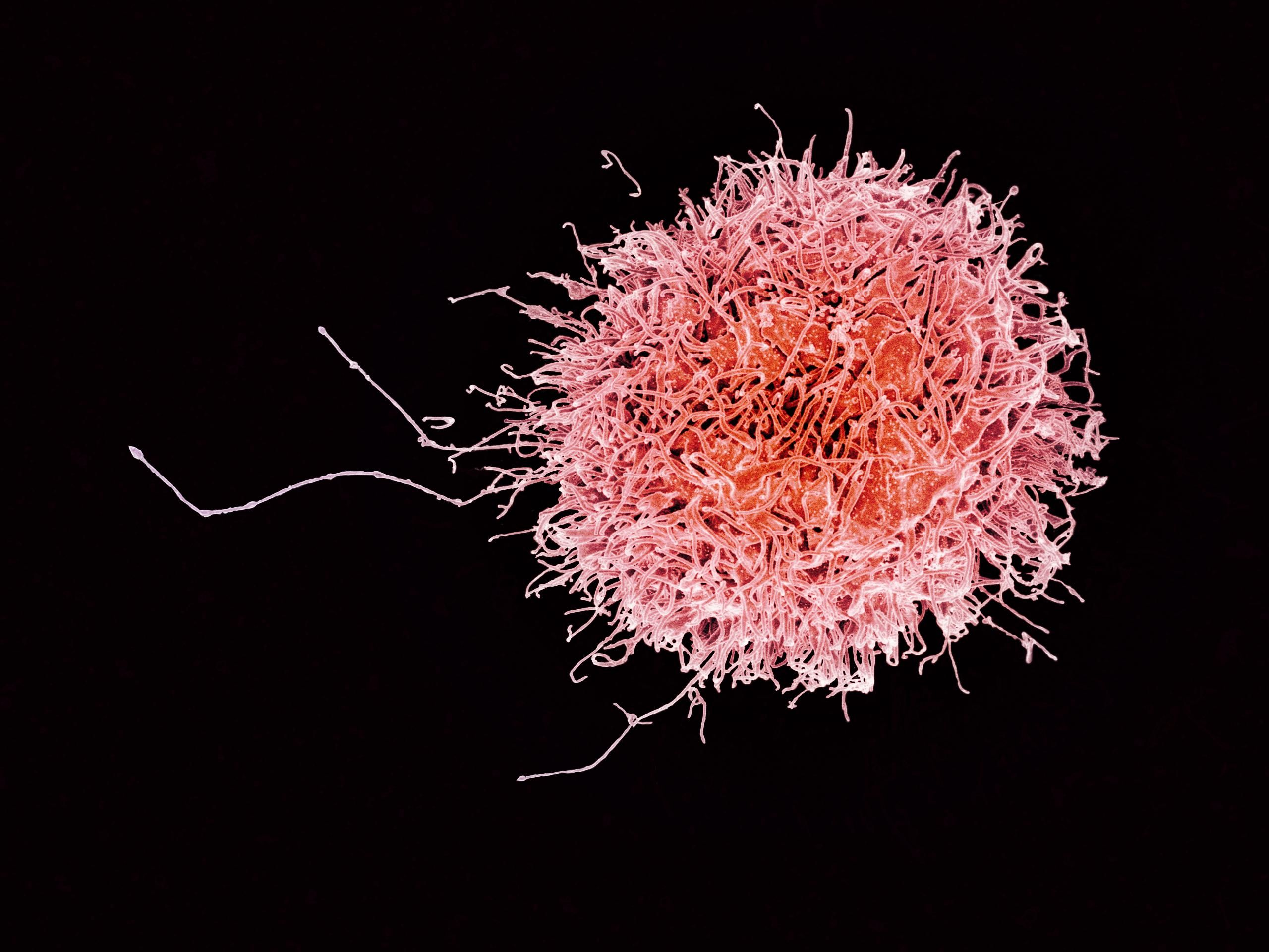 cancer network