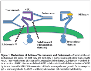 Pertuzumab and Its Accelerated Approval: Evolving Treatment Paradigms and New Challenges in the Management of HER2-Positive Breast Cancer 