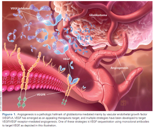 VEGF Manipulation in Glioblastoma 