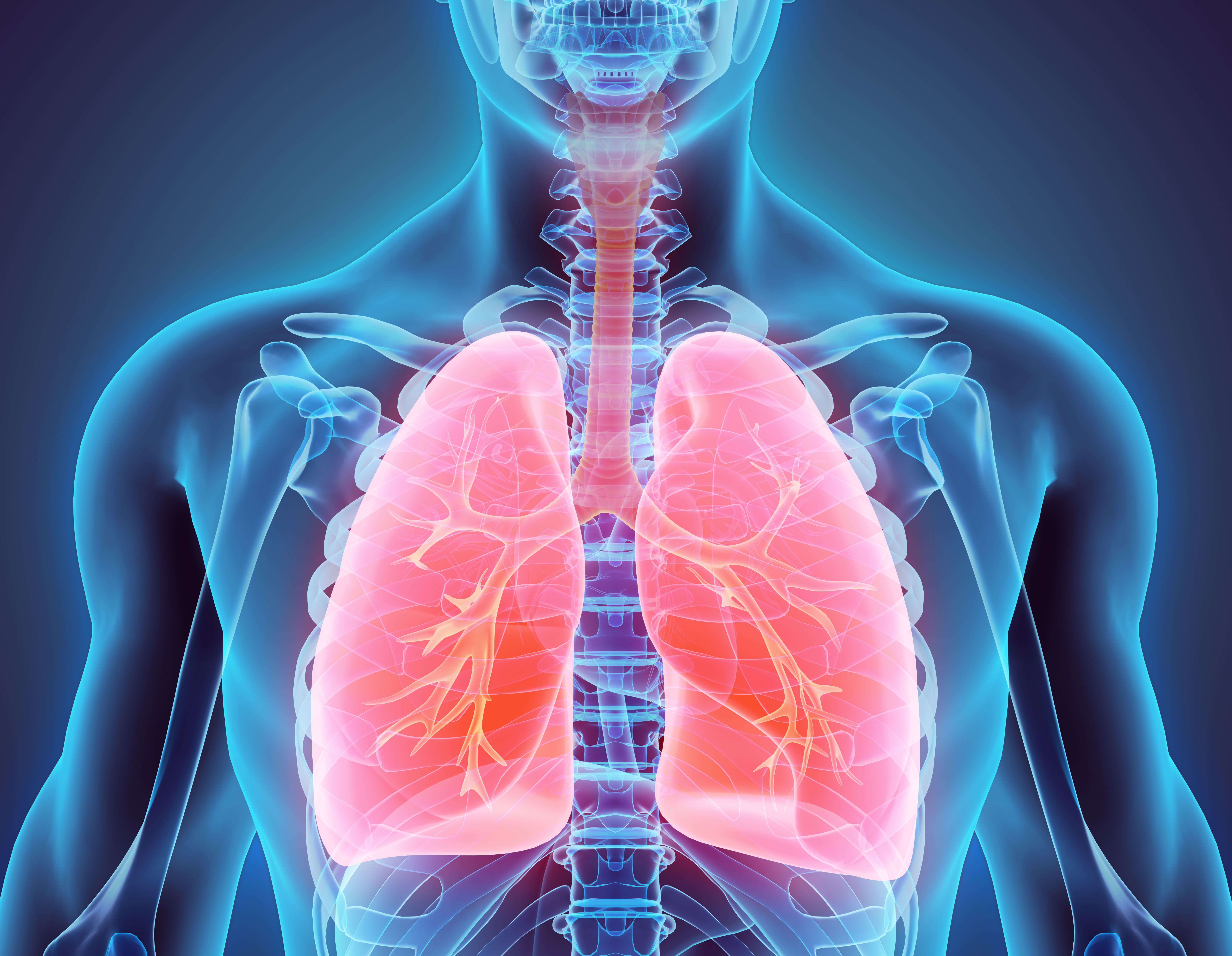 Illustration of a human lung 