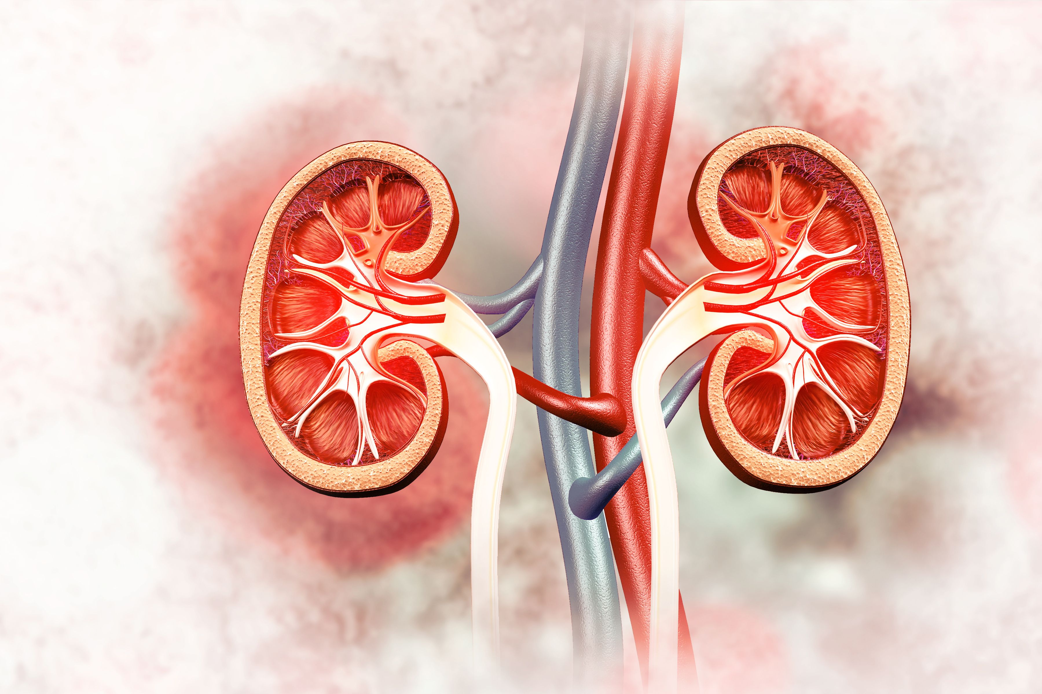 Human kidneys anatomy structure, kidney disease. 3d illustration | Image Credit: © Crystal light - stock.adobe.com