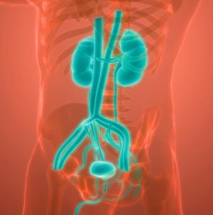 Erdafitinib’s Road to Approval and Use in Urothelial Carcinoma