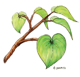 memorial sloan kettering about herbs glutathione Practical Applications of the About Herbs Website main image 0