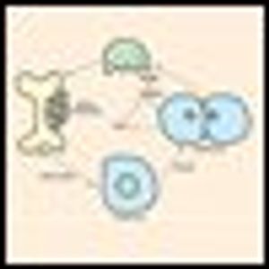 Bisphosphonates in the Prevention and Treatment of Bone Metastases