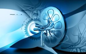 Kidney