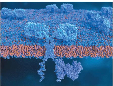 A retrospective study shows that [177Lu]Lu-PSMA-617 retreatment led to a median OS of 14.5 months in castration-resistant prostate cancer. 