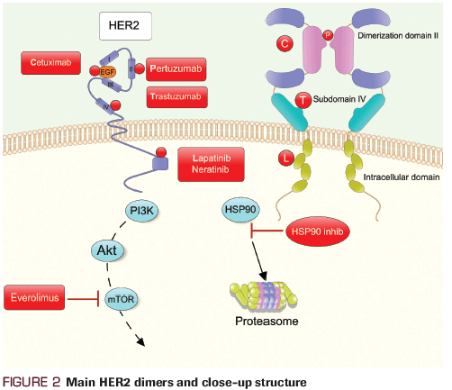 Dual HER2-Targeting in the Adjuvant Setting: Where We Have Been