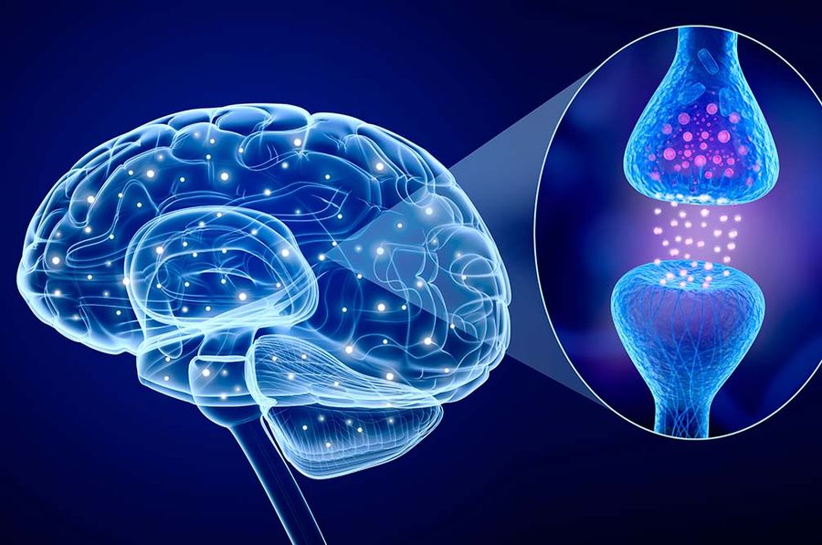 Human Brain and Receptors