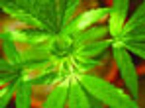 Rapid Determination of 24 Synthetic and Natural Cannabinoids for LC–MS-MS Screening in Natural Products and Drug Inspection Applications