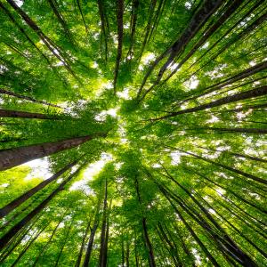 IEC in the Examination of Soil Carbon Under Trees
