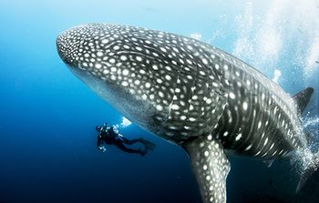 Whale Shark.jpg