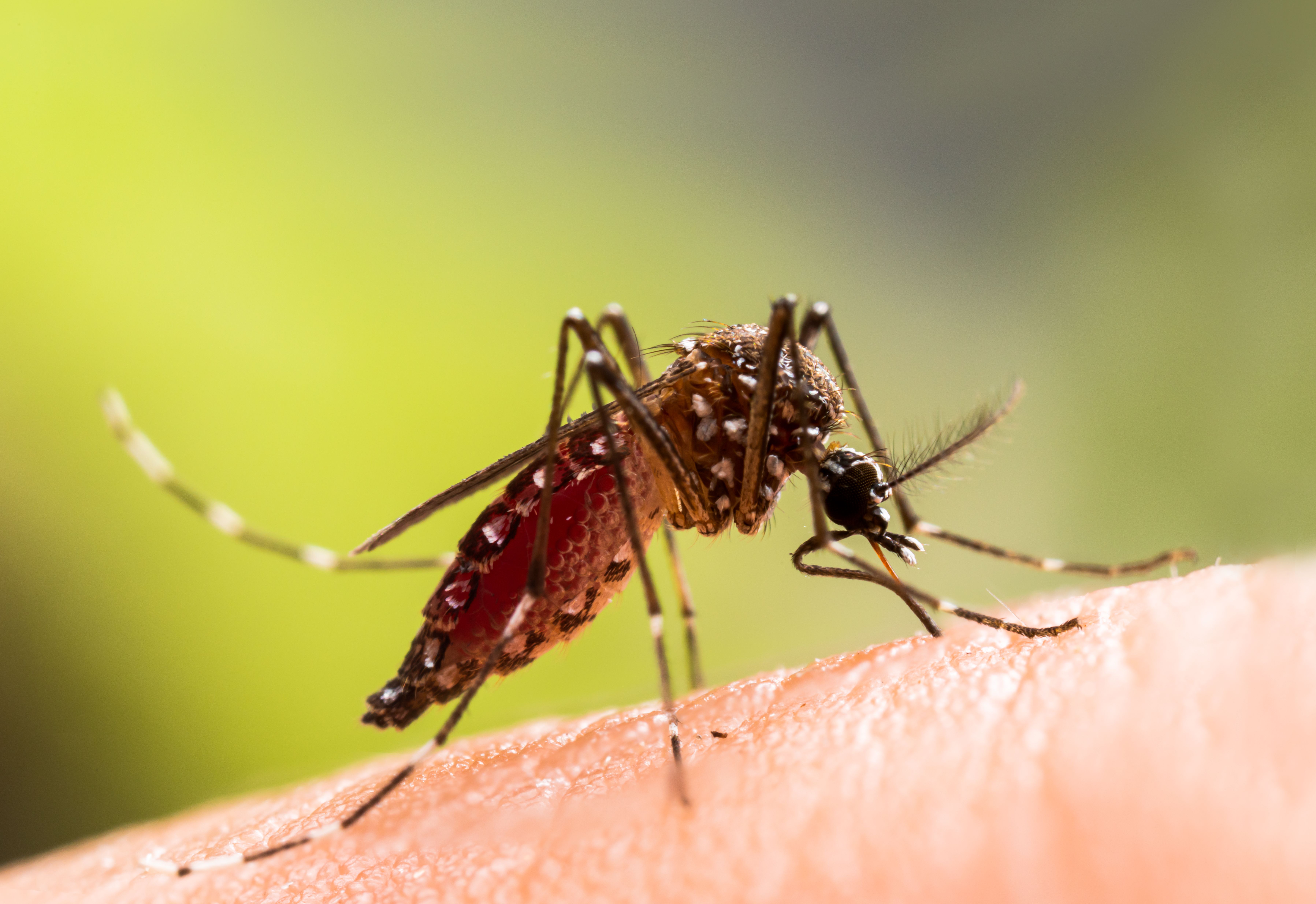 Aedes aegypti Mosquito. Close up a Mosquito sucking human blood, | Image Credit: © frank29052515 - stock.adobe.com