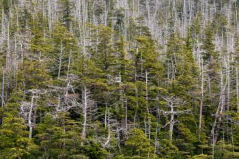 USA, Alaska, Tongass National Forest. Dying yellow cedar trees. | Image Credit: © Danita Delimont - stock.adobe.com.
