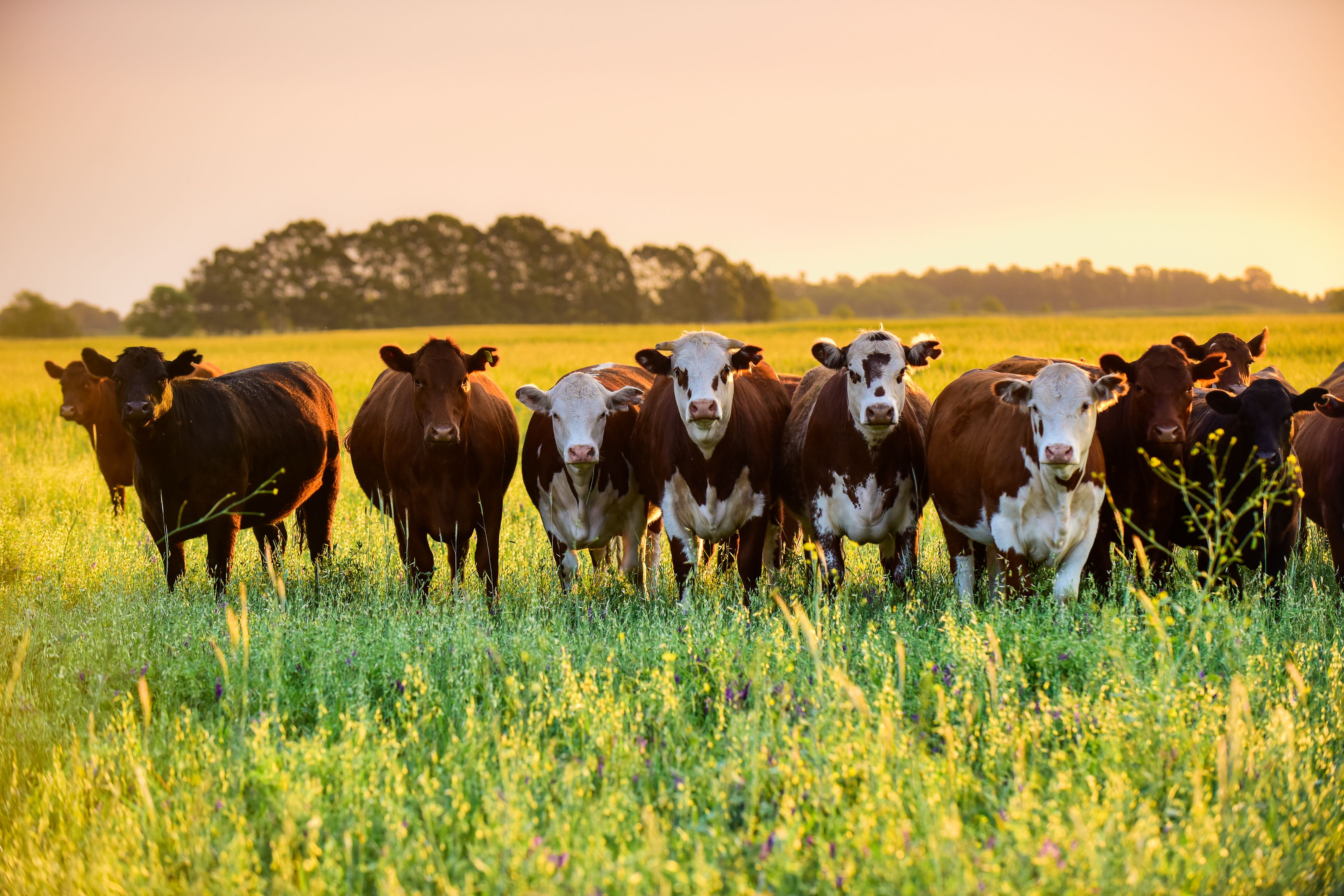 Steers looking at the camera, Pampas, Argentina | Image Credit: © foto4440 - stock.adobe.com.
