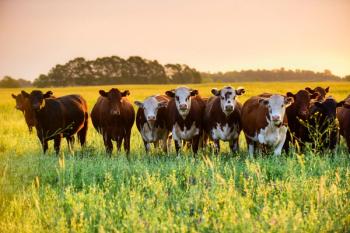 Steers looking at the camera, Pampas, Argentina | Image Credit: © foto4440 - stock.adobe.com.