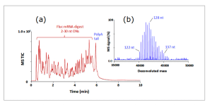 Challenges and Solutions in Oligonucleotide Analysis, Part III: LC–MS Methods