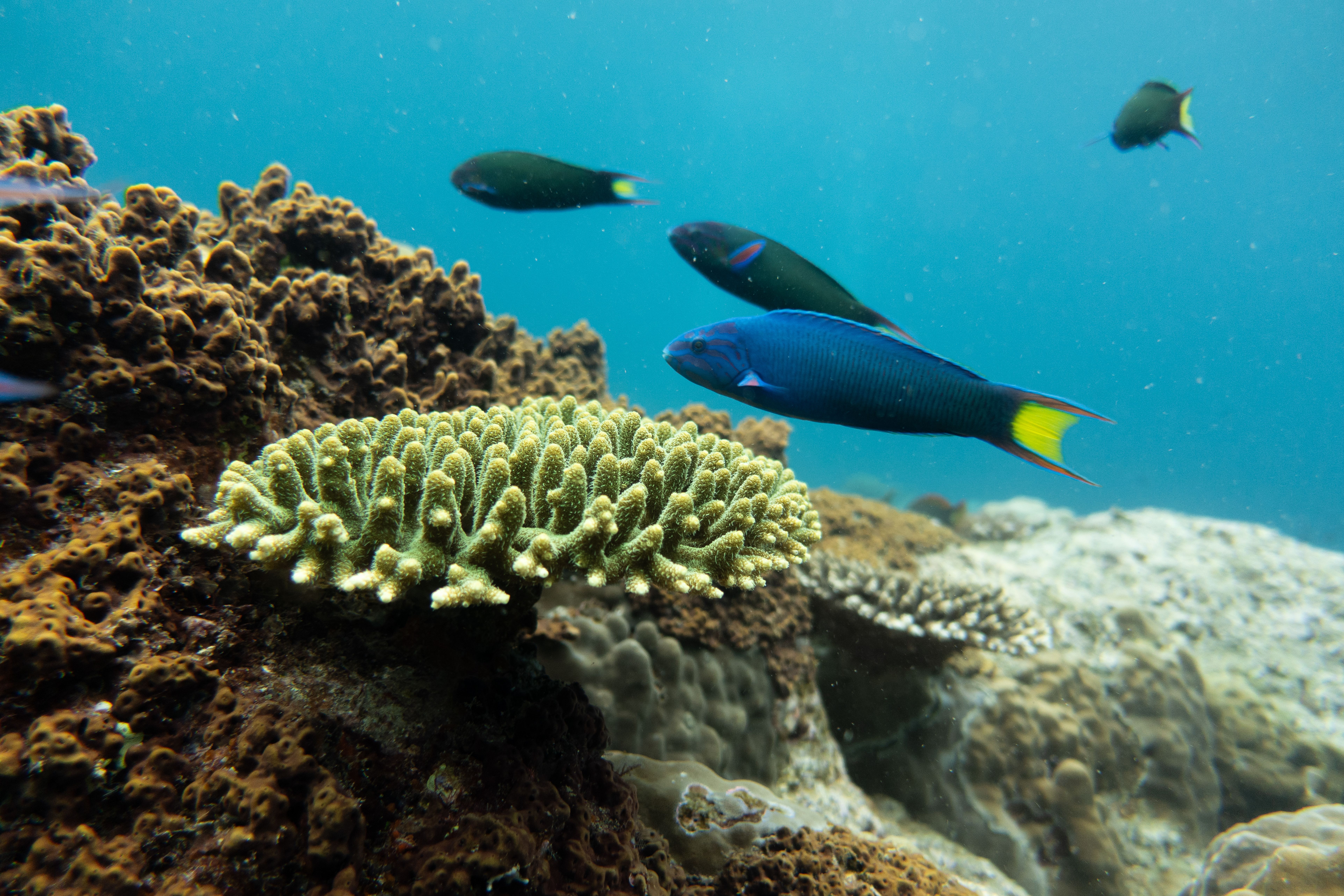 Coral Reef with Tropical Fish | Image Credit: © Bodia - stock.adobe.com