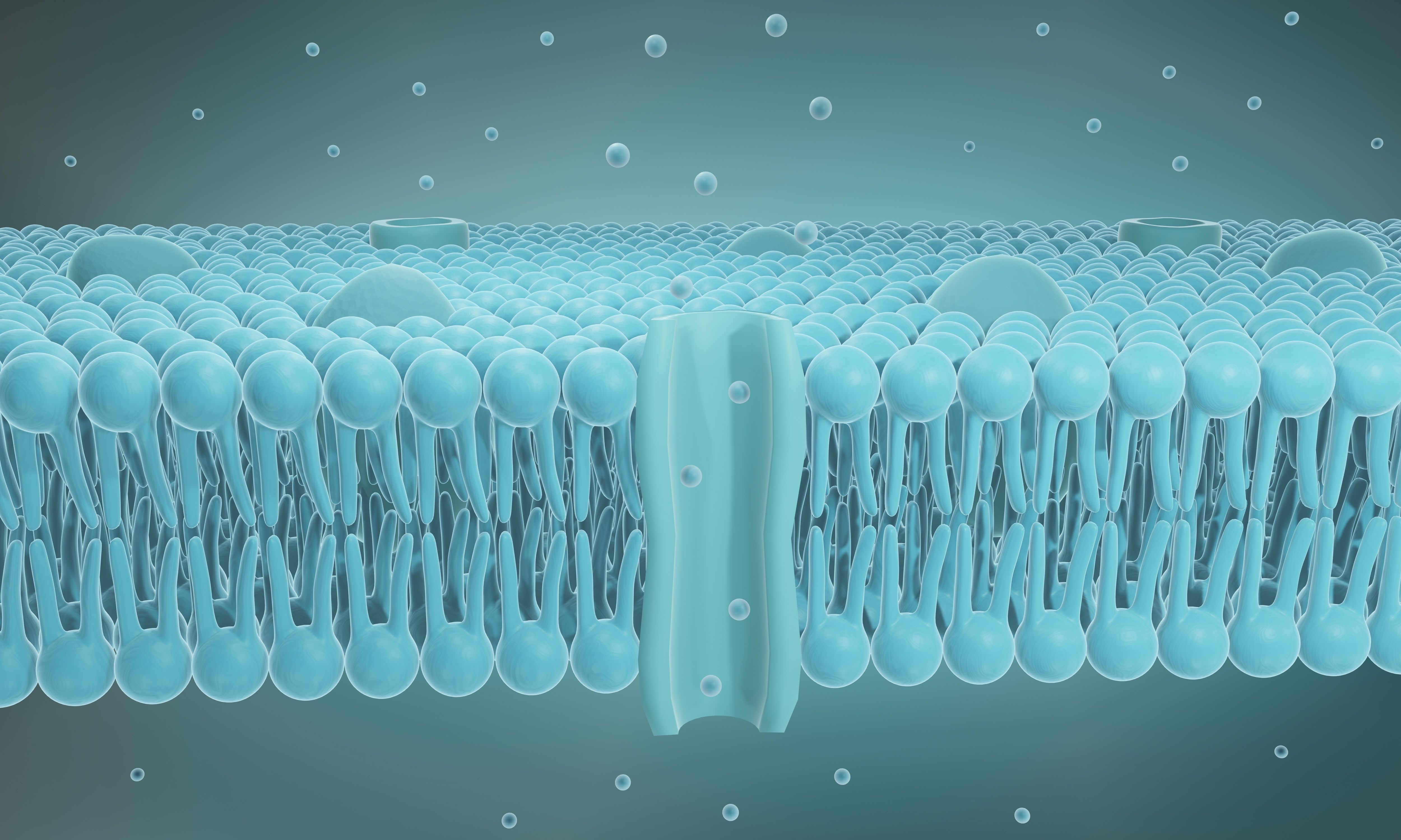 Cell membrane structure, Lipid bilayer 3d illustration | Image Credit: © Artur - stock.adobe.com