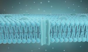 Cell membrane structure, Lipid bilayer 3d illustration | Image Credit: © Artur - stock.adobe.com