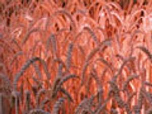 Sophisticated Measures to Ensure Food Safety and Integrity