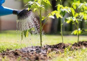 Does SPE Improve LC–MS/MS Plant Hormone Analysis?