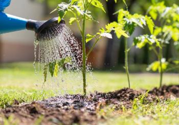 Does SPE Improve LC–MS/MS Plant Hormone Analysis?