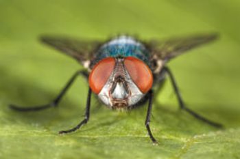 Blowfly-849617-1408515076049.jpg