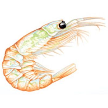 20krill-695774-1416911665567.jpg