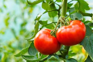 Chromatography-Driven Metabolomic Insights into Tomato Resistance Against Bacterial Wilt