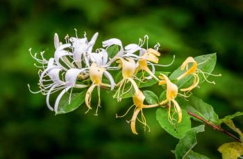 Rainy Day Honeysuckle | Image Credit: © Kenneth Keifer - stock.adobe.com