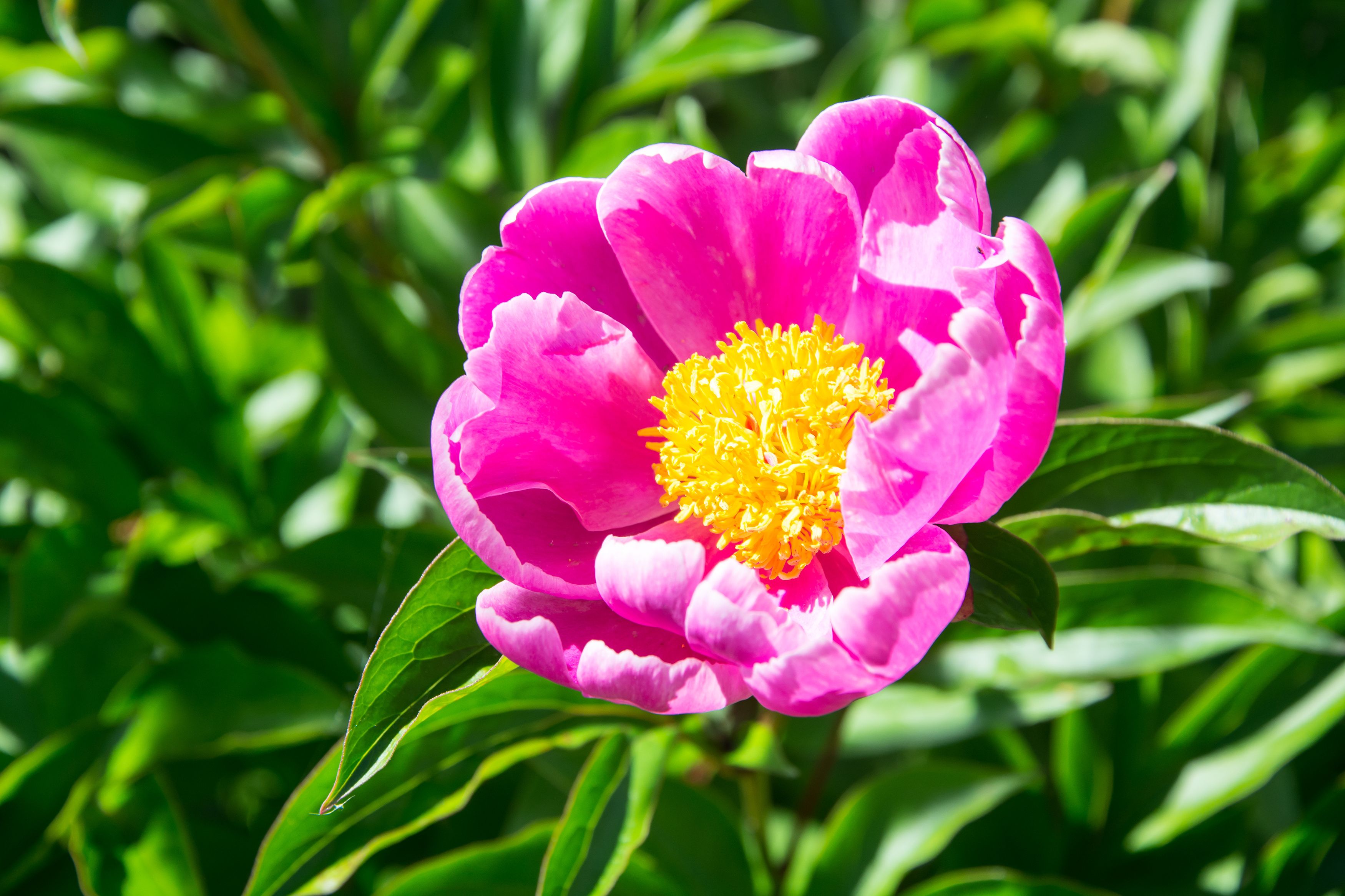 Flower of pink peony with yellow stamens | Image Credit: © ArtCookStudio - stock.adobe.com