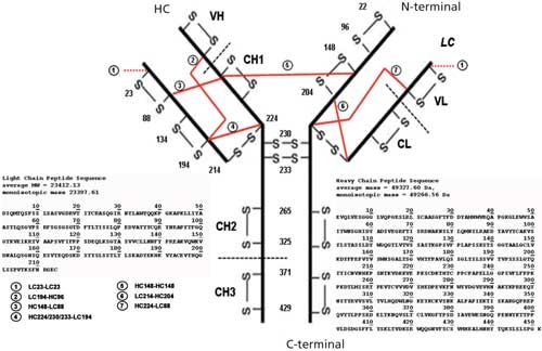 The Role Of Liquid Chromatography Mass Spectrometry In The Characterization Of Therapeutic Monoclonal Antibodies