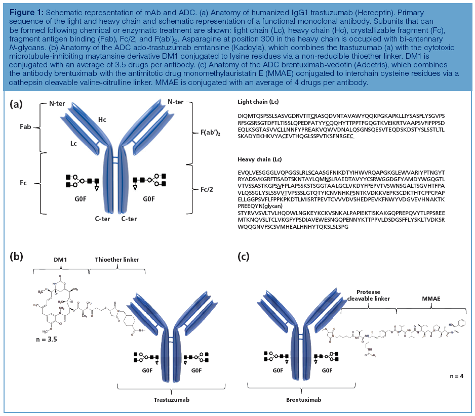 Characterizing Monoclonal Antibodies And Antibody Drug Conjugates Using 2d Lc Ms