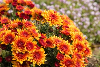 cluster of orange chrysanthemum flowers | Image Credit: © Patrik Stedrak - stock.adobe.com