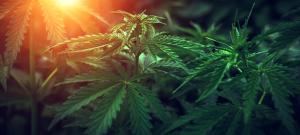 Marijuana background at sunset. Bush cannabis | Image Credit: © Lumppini - stock.adobe.com