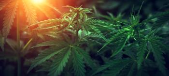 Marijuana background at sunset. Bush cannabis | Image Credit: © Lumppini - stock.adobe.com