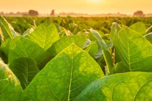 Advancing Environmental Analysis: Beyond the First 50 Years of the EPA