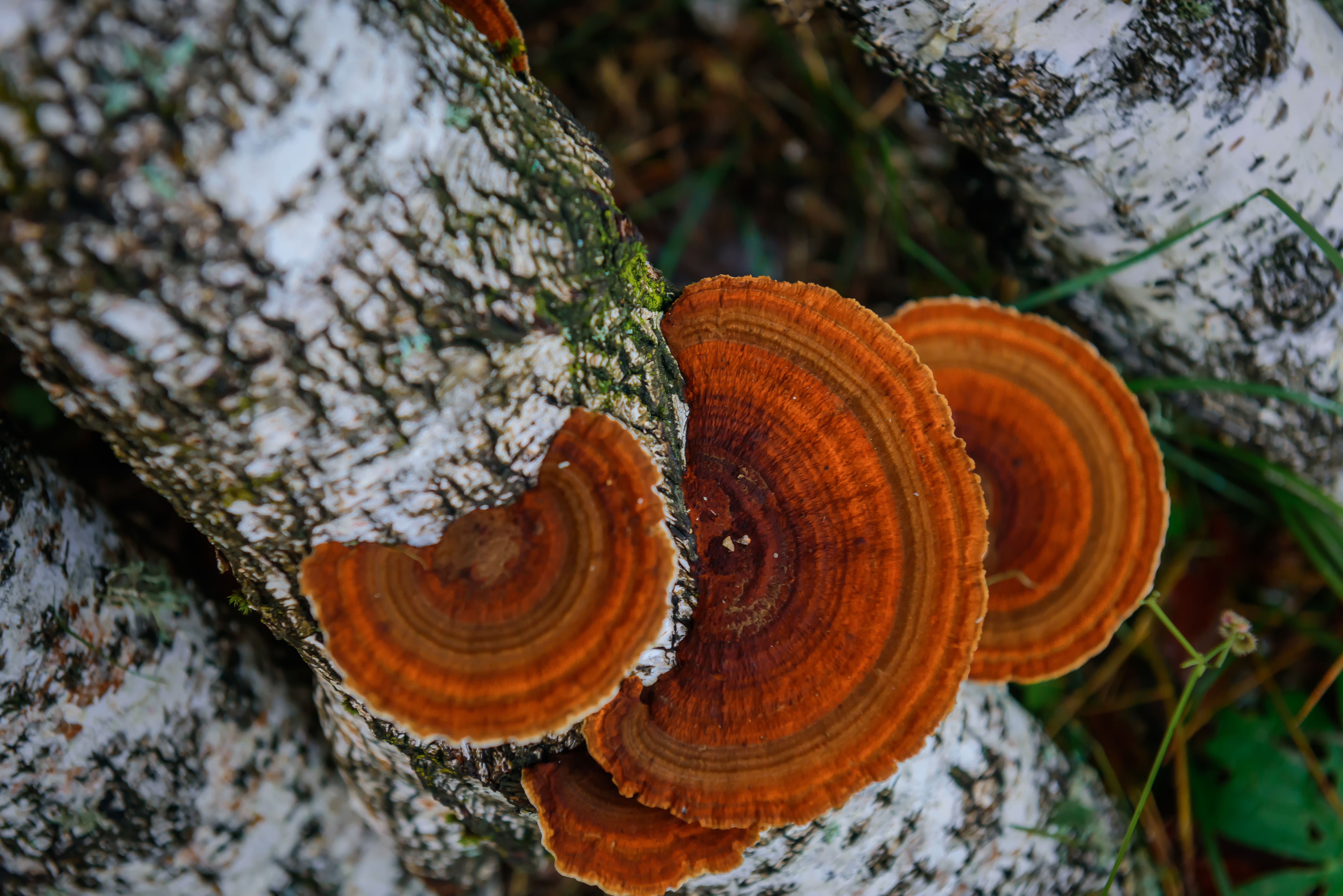Top view healing chaga mushroom on old birch trunk close up. Red parasite mushroom growth on tree. Bokeh background. | Image Credit: © exebiche - stock.adobe.com