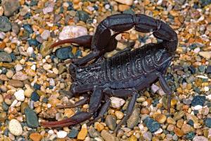 Chromatographic Characterization and Anticancer Activity of Scorpio fuscus Venom in Colorectal Cancer Models