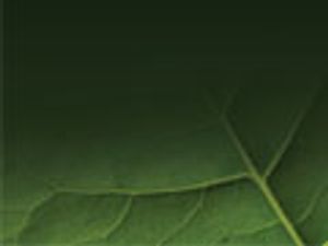 Going for Greener LC–MS